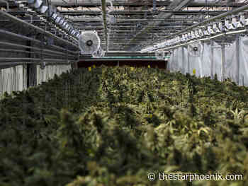 Sask. doctor fined $15,000 for improperly prescribing pot