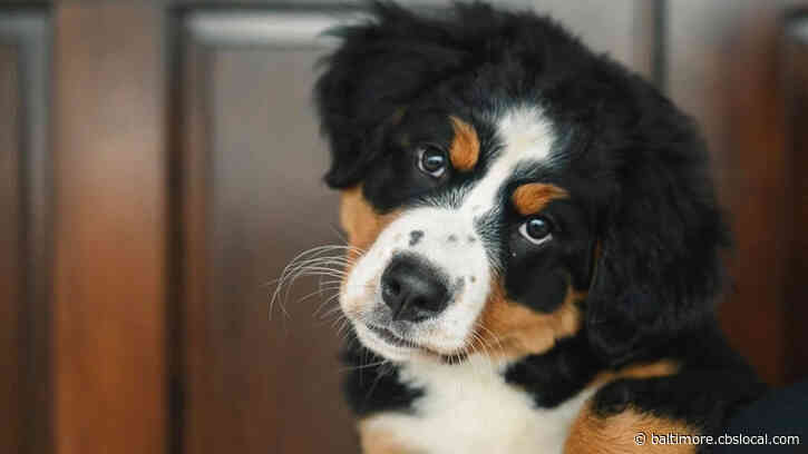 ‘Say Hello To Mochi’: Funeral Home Grooms Puppy To Become A Grief Therapy Dog