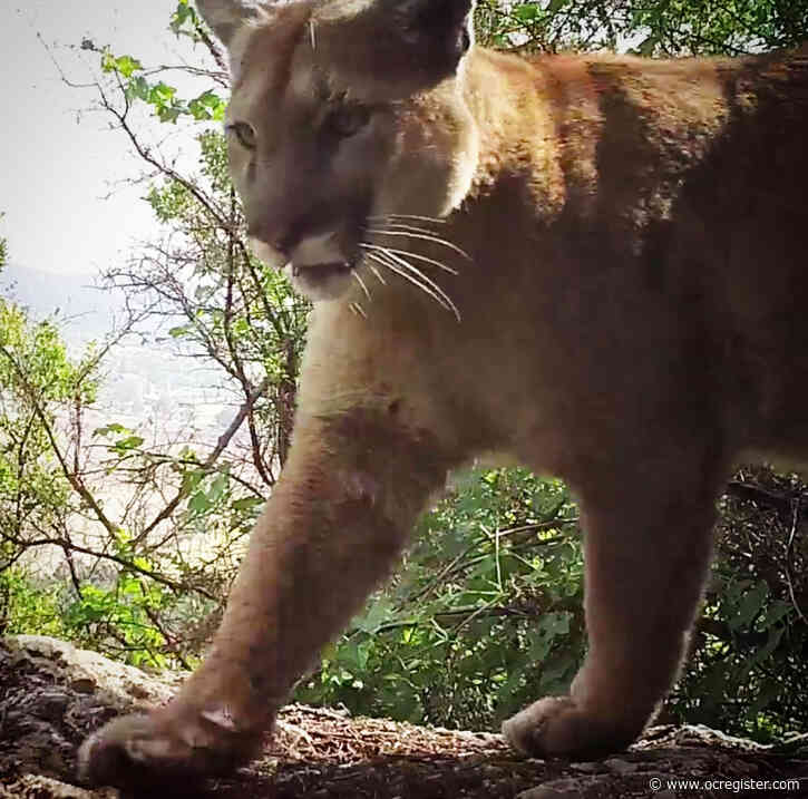Property owner kills cougar in Santa Monica Mountains following livestock attacks