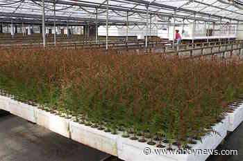 B.C. rethinks tree planting after wildfires, beetles deplete forests