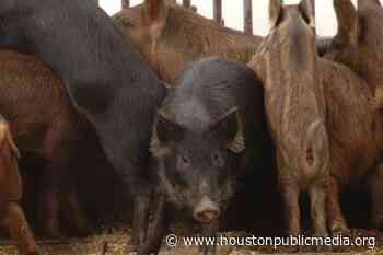 Once A Rural Problem, Feral Hogs Are Now Encroaching On Houston’s Suburbs - Houston Public Media