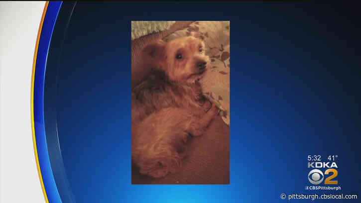‘This Has Been A Nightmare:’ Police In Connellsville Searching For Suspect In Animal Cruelty Case