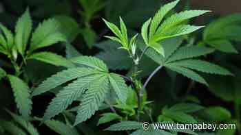 Tampa orchid grower loses medical marijuana fight - Tampa Bay Times