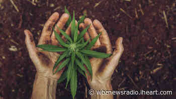 New Hampshire Senate Approves Medical Marijuana Home Grow Bill - KFI AM 640