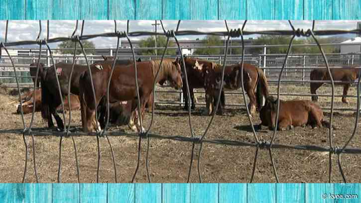 Stock arrives at Tucson Rodeo