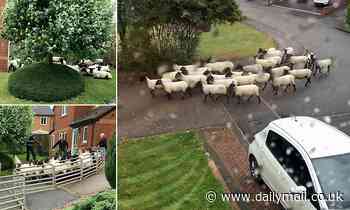 Residents call 999 after spotting sheep in their housing estate