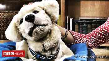 'You're a good dog': Robo-pup helps people with dementia