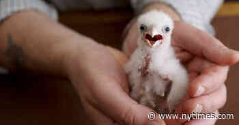 Meet ‘the Pablo Escobar of the Falcon Egg Trade’