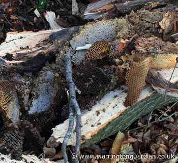 Storm Ciara: Pictures of beehive hidden inside fallen tree