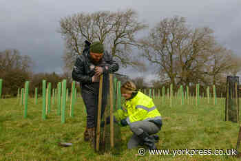 LETTER: Time to do away with this tax on trees