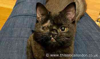 A kitten with one eye and a cleft lip is desperately searching for a new home