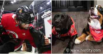 You Can Meet & Adopt Adorable Doggos At An Ottawa Sens Game Next Week - Narcity