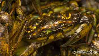 Invasive green crab at Keji seaside could soon become biodegradable plastic
