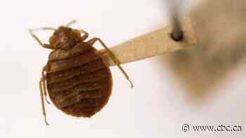 Feds look for pest control contractors across Ontario after bedbugs found in 31 office buildings