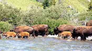 Bison turn up bones of their ancestors, old wallowing spots in return to Banff 140 years later