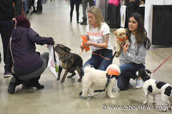 SuperDogs, cat cafe and more at Pet Lover Show