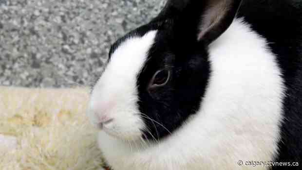 Homes found for dozens of rabbits during emergency adoption event