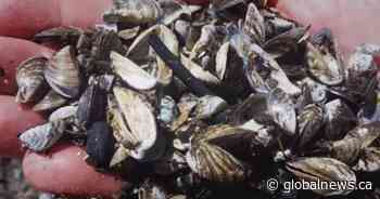 No invasive mussels reported in Saskatchewan during 2019