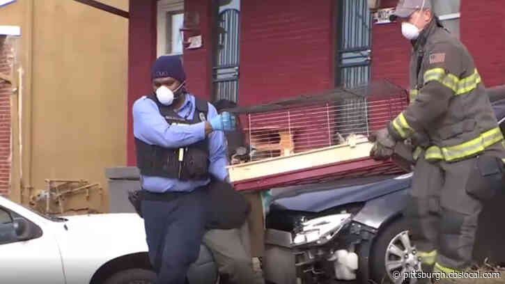 About 300 Animals Rescued From Deplorable Living Conditions In Kansas City Home