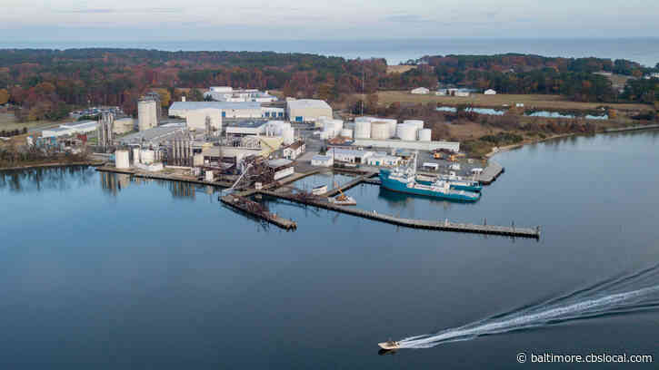 Last Of Its Kind, Fishery Faces Reckoning In Chesapeake Bay
