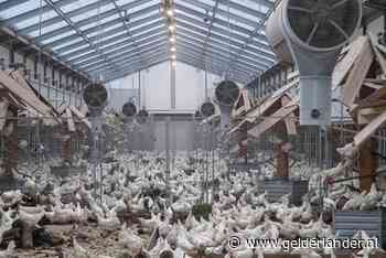 Boeren in regio tevreden over ophokplicht pluimvee