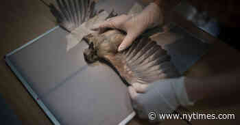 ‘Wild’ and ‘Waiting for Giraffes’ Review: Where Survival Is a Struggle