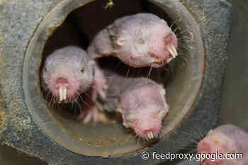 Naked Mole Rats Seem More Alien Than Mammal. What Explains Their Weirdness?