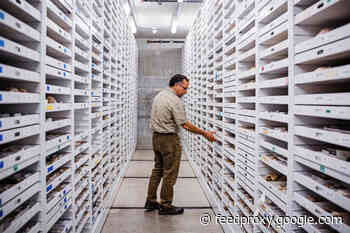 Thousands of Fossils Sit Forgotten in Museum Drawers. How one Paleontologist is Changing That