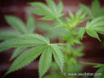Local cannabis store still waiting location approval