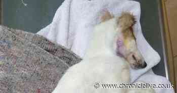 Seriously ill puppy found abandoned during Storm Ciara had to be put down by rescuers