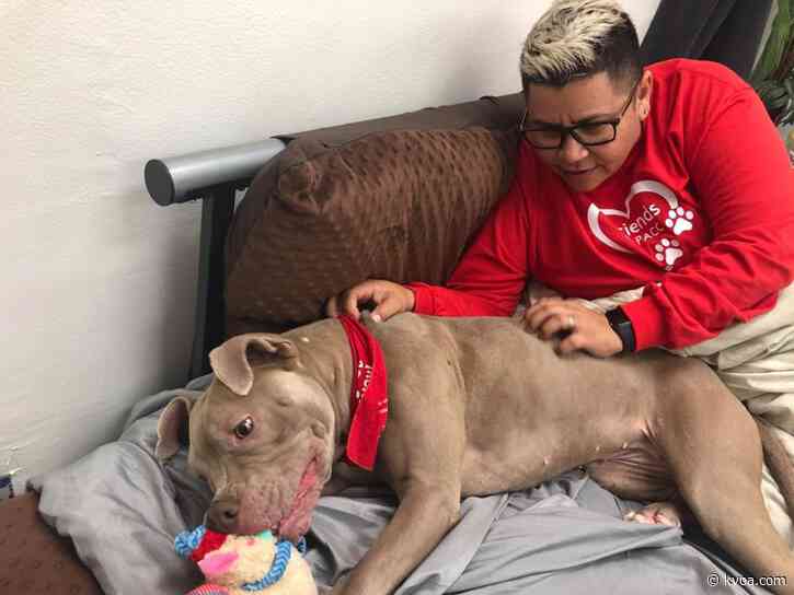 PACC employee to spend one week sleeping inside kennel with longest-staying dog to help her get adopted