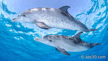 Wildlife officials investigating after 2 dead dolphins found with bullet wounds along Florida's Gulf coast