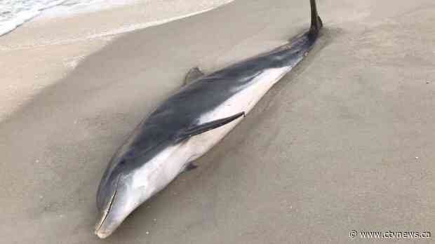 US$20,000 reward for information on dead dolphins shot, stabbed in Florida