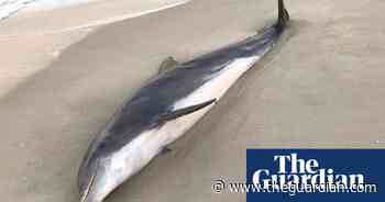 Florida: $20,000 reward offered after two dolphins found stabbed or shot dead