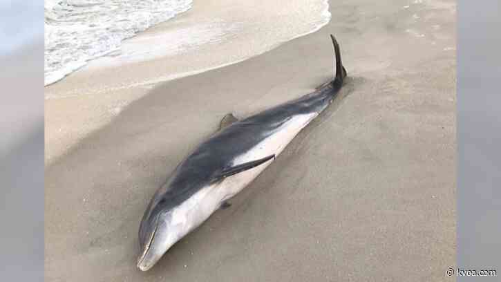 2 dolphins found dead with bullet wounds along Florida’s Gulf coast