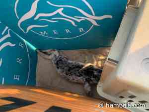 Seal Pup Rescued in Delaware Recovers at Baltimore Aquarium - http://hamodia.com