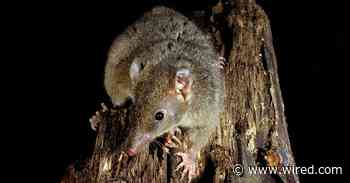 This Marsupial Dies After Marathon Mating. Now It's Got Bigger Worries