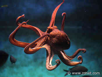 Cuttlefish-inspired smart camouflage could make for sneakier soldiers