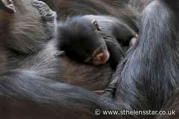 Edinburgh Zoo welcomes birth of baby chimpanzee - St Helens Star