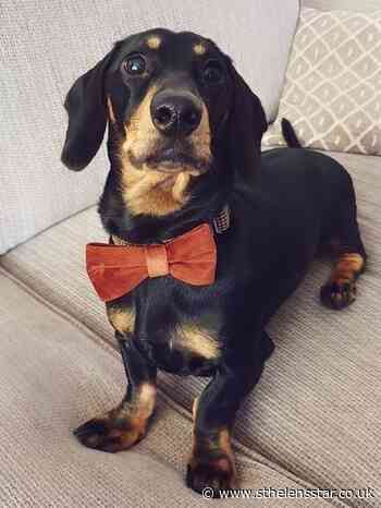 Couple's special plan to fund £9000 operation for 'precious puppy' - St Helens Star