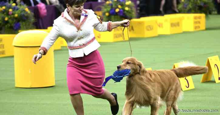 The internet demands justice for Daniel, the Westminster Dog Show's real winner