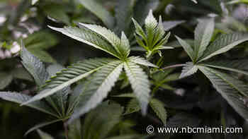 Boca Raton Closer to Allowing Medical Marijuana to be Sold in City - NBC 6 South Florida