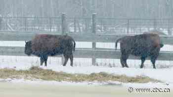 Wood bison returning to Northern Alberta First Nation for first time in more than 100 years