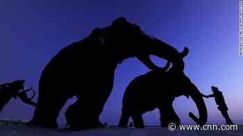 Inbreeding among the last woolly mammoths may have led to extinction