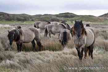 Konikpaarden op Texel toch niet naar de slacht, ze mogen blijven