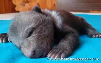 Watch: Orphaned bear cub nurtured back to health at Russian rescue centre