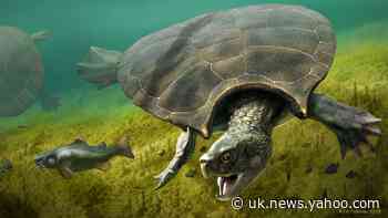 Giant extinct turtle’s horned shell may have been used for combat, experts say