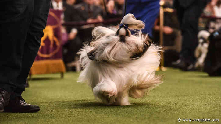 See our 29 favorite photos from the Westminster dog show