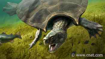 Absolute unit of an extinct turtle sported a gigantic horned shell     - CNET