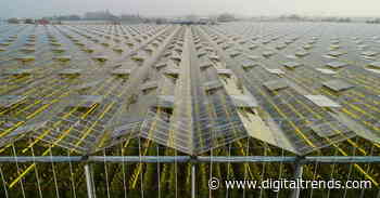 Semitransparent solar cells could power tomorrow’s self-sustaining greenhouses